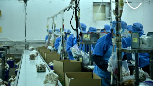 走進(jìn)大灣區(qū) 菜籃子 生產(chǎn)基地 粵北首家工廠化栽培的食用菌企業(yè)